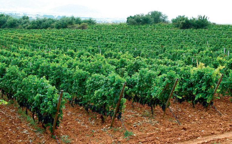 Κατάθεση Αιτήσεων για τη Χορήγηση Αδειών για Νέες Φυτεύσεις Οινοποιήσιμων Ποικιλιών Αμπέλου  για το έτος  2018