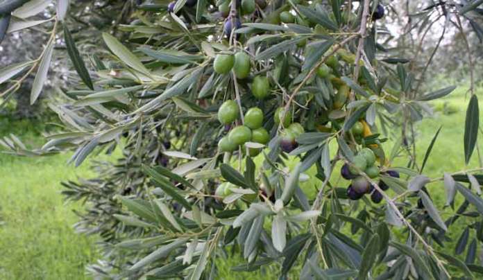 “Xylella fastidiosa: Οδικός Χάρτης Ενεργειών ανά εμπλεκόμενο φορέα στην  Περιφέρεια Κρήτης”