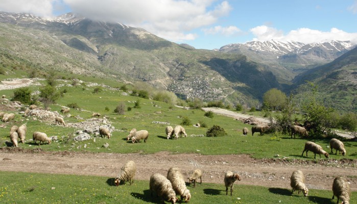 Παράταση για τη δήλωση βοσκήσιμων εκτάσεων  στα Διαχειριστικά Σχέδια Βόσκησης