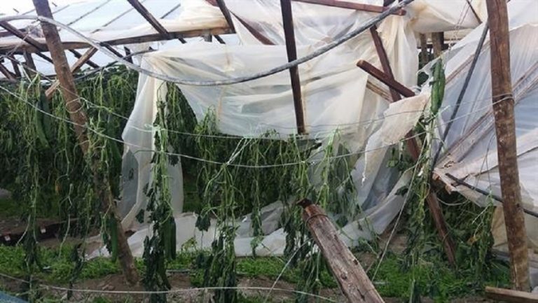 «Αποστόλου προς Αυγενάκη: Θα αποζημιωθούν οι παραγωγοί για τις ζημιές σε υπαίθριες και θερμοκηπιακές καλλιέργειες»