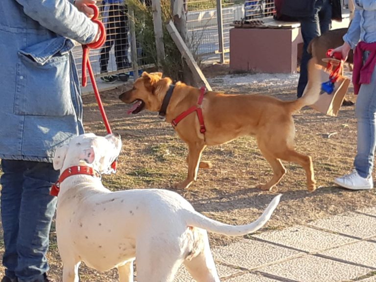 Εγκαινιάστηκε το Πάρκο Σκύλων του Δήμου Ηρακλείου