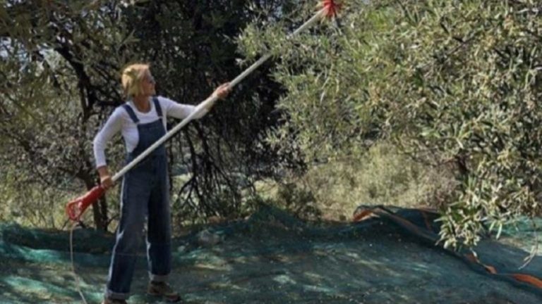 Η Μαρέβα μαζεύει ελιές!
