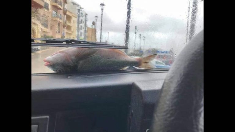 Εικόνες Αποκάλυψης στη Μάλτα: Έβρεξε χιλιάδες… ψάρια και ήταν ολοζώντανα