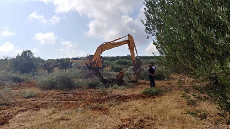Άρχισαν οι εκριζώσεις ελιών για το νέο αεροδρόμιο !