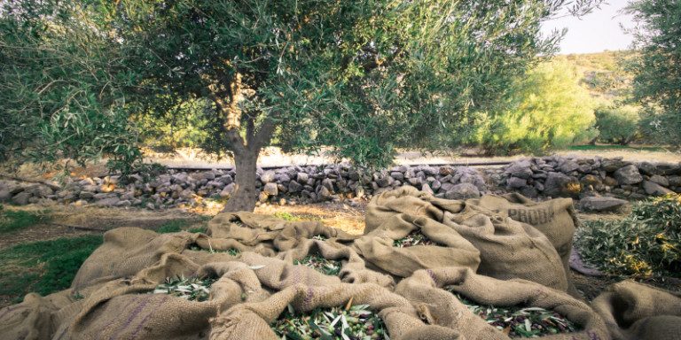 Politico: Η Ελλάδα αδυνατεί να δρέψει τον πλούτο από το λάδι της