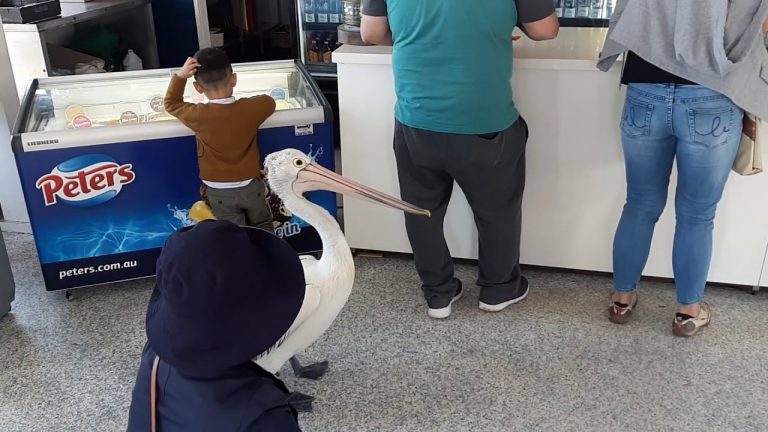 Πελεκάνος περίμενε στην ουρά εστιατορίου για να φάει fish and chips