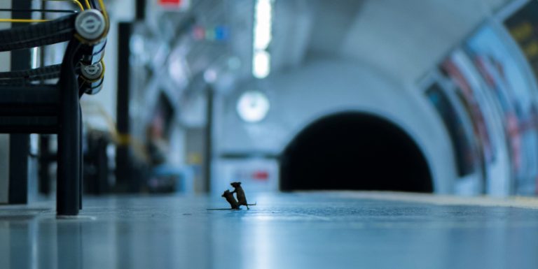 Η καλύτερη φωτογραφία της χρονιάς: Δύο ποντίκια «μαλώνουν» στο μετρό Λονδίνου