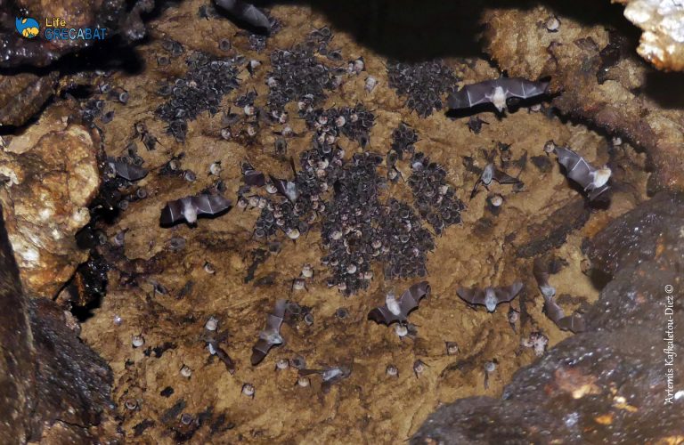 Οι νυχτερίδες ως θύματα μαζικής (παρερμηνείας) κατανάλωσης