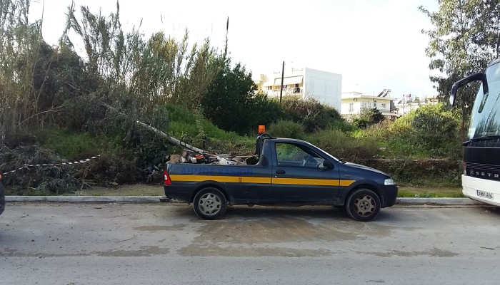Συντήρηση και προστασία στις δενδροστοιχίες της πόλης τη Δευτέρα 27 Απριλίου