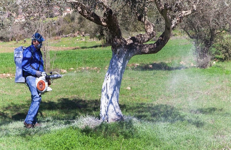 ΠΕ Ηρακλείου: Έναρξη εφαρμογής δολωματικών ψεκασμών του προγράμματος δακοκτονίας 2021