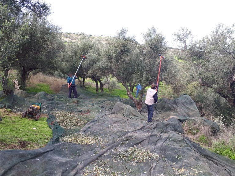 «Χρυσό» το λάδι φέτος: Γιατί «σκαρφάλωσε» στα ύψη η τιμή του!