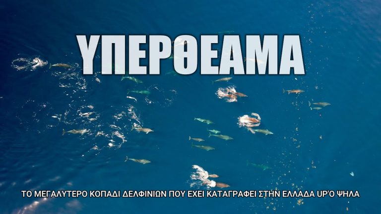 Μεγάλο κοπάδι δελφινιών έδωσε ρεσιτάλ στα γαλανά νερά της Φθιώτιδας