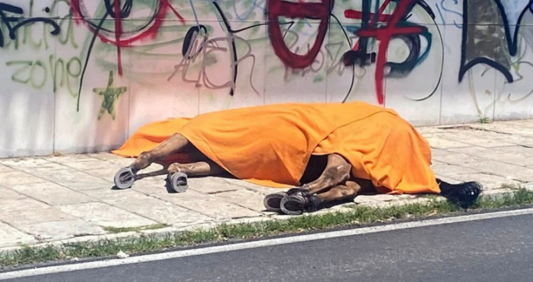 Συνελήφθη ο ιδιοκτήτης του αλόγου στην Κέρκυρα, πρόστιμο 30.000 ευρώ