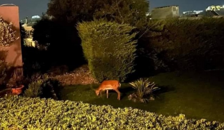 Φωτιά στη Ρόδο: Στις αυλές σπιτιών τα ελάφια, βρήκαν καταφύγιο