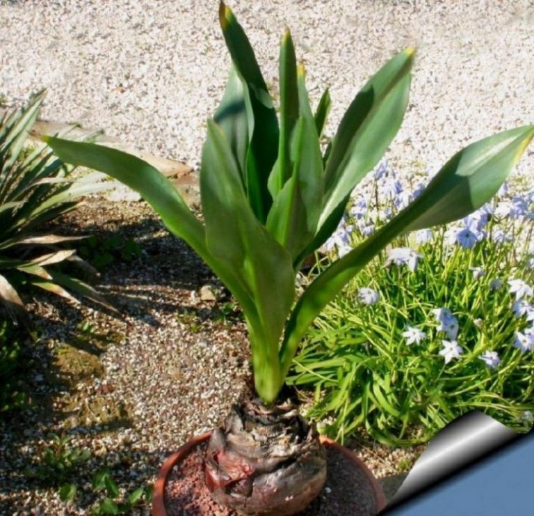Κρήτη: Πρωτοχρονιάτικα έθιμα και παραδόσεις