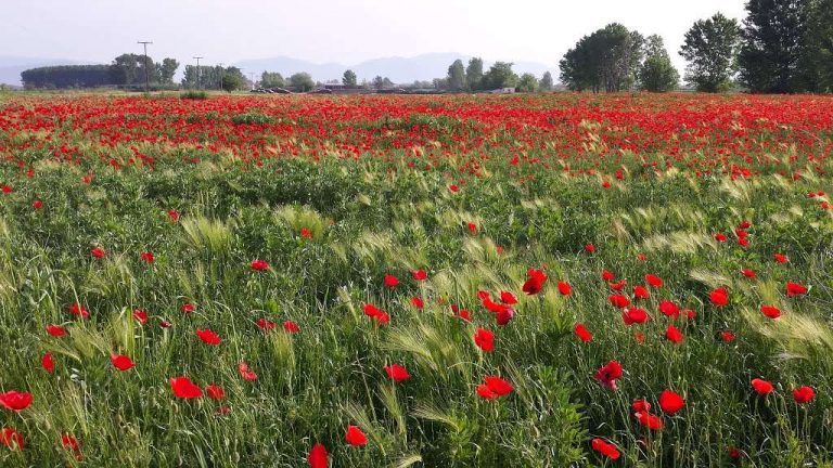 Καιρός: Ανάσταση με ομπρέλες, αλλαγή σκηνικού την Κυριακή του Πάσχα -Ποιοι θα σουβλίσουν σε υπόστεγα.