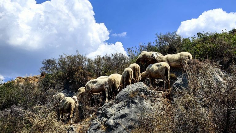 Πανώλη στην Κρήτη: “Δυστυχώς οι φόβοι μας επιβεβαιώθηκαν” επισήμανε ο ΓΓ του Υπουργείου Αγροτικής Ανάπτυξης και Τροφίμων, Γιώργος Στρατάκος