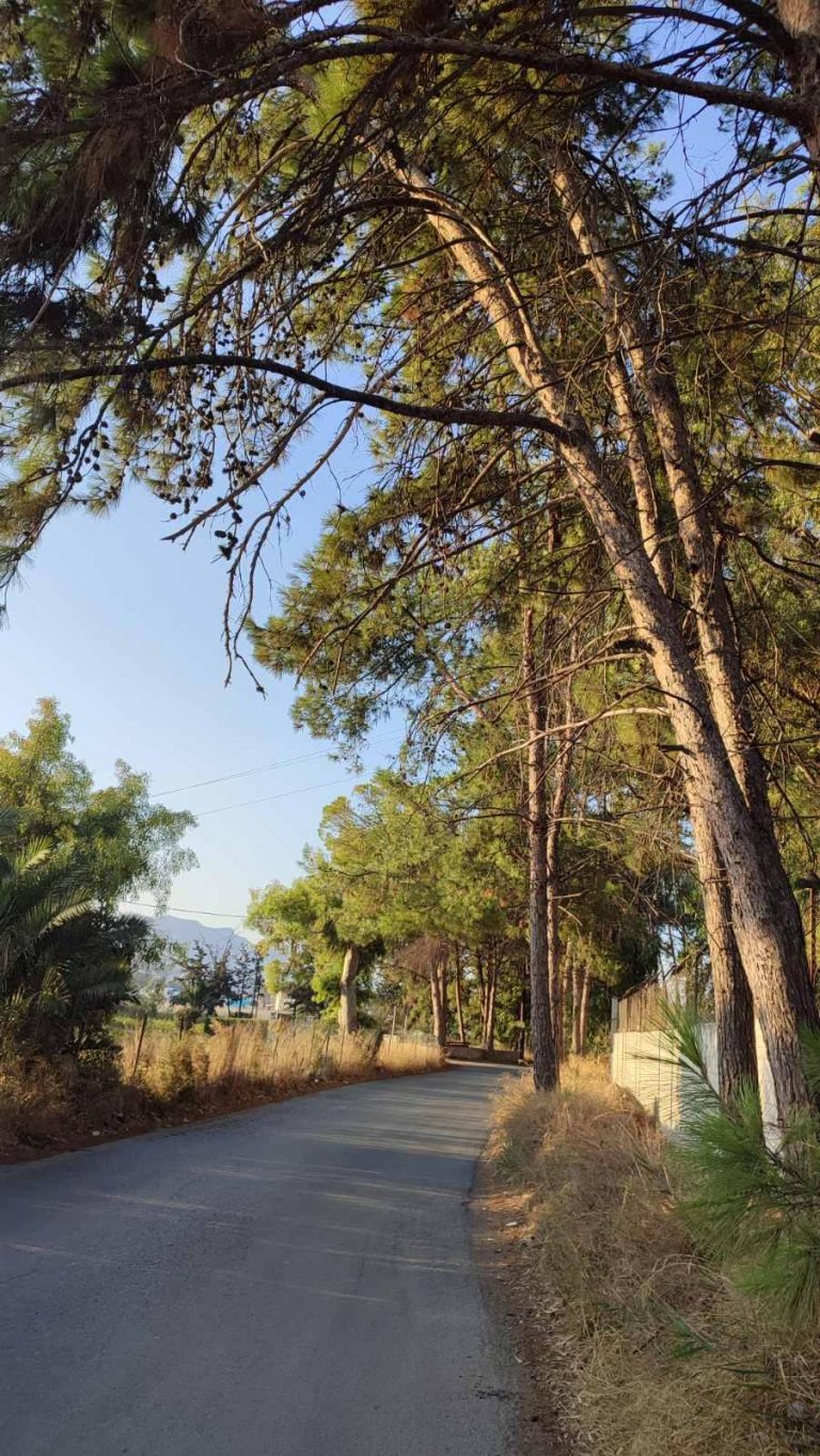Εργασίες κλαδεύσεων και περιποίησης πρασίνου  στη δενδροστοιχία των πεύκων στις Τρεις Βαγιές