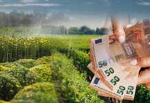 Εν ενεργεία αντιδήμαρχος στους συλληφθέντες για τις παράνομες επιδοτήσεις 3 εκατ. από τον ΟΠΕΚΕΠΕ, στην Κρήτη -Ο ρόλος του