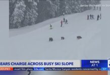 Οικογένεια αρκούδων αιφνιδίασε σκιέρ σε θέρετρο -«Φύγετε από εκεί»