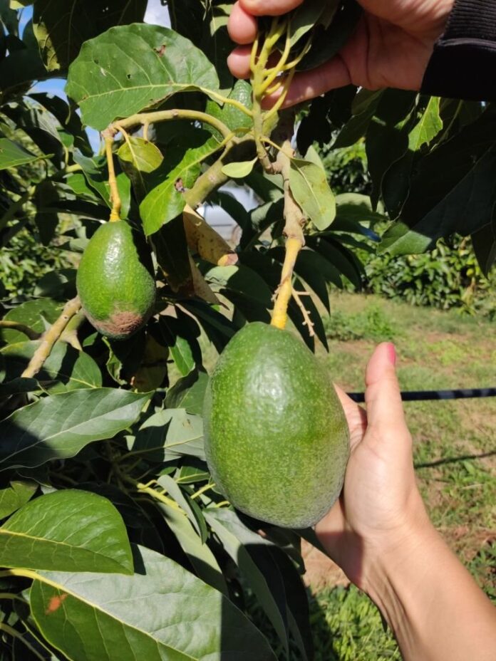 avocado.jpg_1