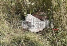 Κρήτη: Σε αυτό το σημείο βρέθηκε αιμόφυρτη η 28χρονη που την παρέσυρε με όχημα ο σύζυγός της -Νοσηλεύεται με διάσειση