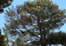 Τα παγώνια του Μίνωα έκλεψαν τις εντυπώσεις στην εκδήλωση που πραγματοποιήθηκε στον αρχαιολογικό χώρο της Κνωσού.
