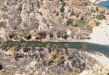 Κρήτη: Πότε θα γίνει ξανά πράσινο το φοινικόδασος της Πρέβελης -Η ελπίδα και ο κίνδυνος μετά τη φωτιά